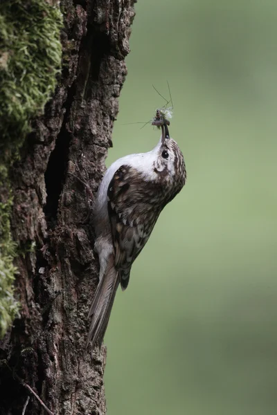 Agateador norteño, certhia familiaris — Foto de Stock