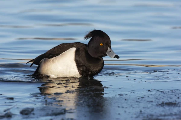 Büschelente, Aythya fuligula, einzelnes Männchen — Stockfoto