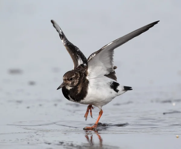 Turnstone, Arenaria interpres — Stok fotoğraf