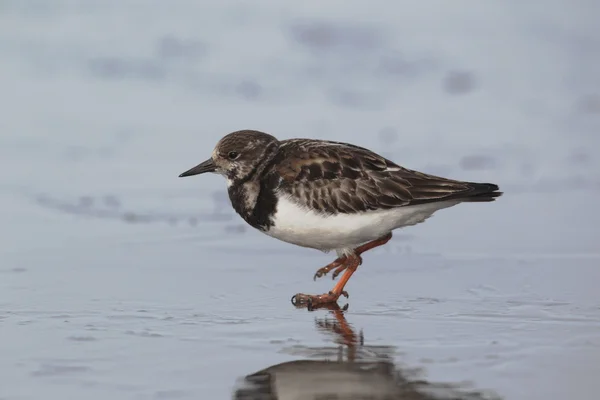 Turnstone，蚤 interpres — 图库照片