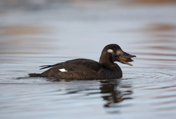 Svärta, melanitta fusca — Stockfoto