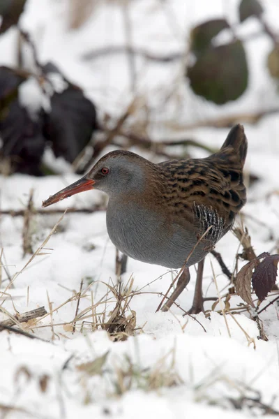 Vatten järnväg, rallus aquaticus — Stockfoto