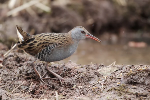 Water rail, Rallus aquaticus — Stock Photo, Image