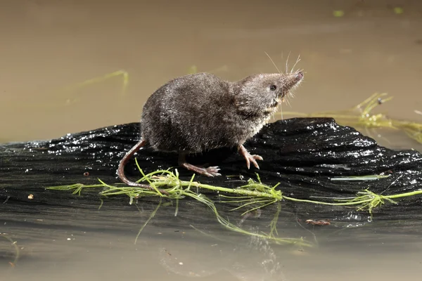 Water shrew, Neomys fodiens — Stock Photo, Image