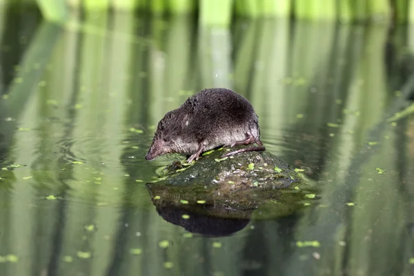 Water shrew, Neomys fodiens — Stock Photo, Image