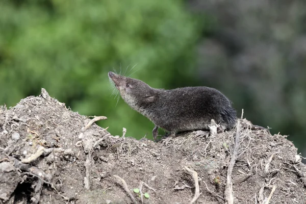 Água shrew, Neomys fodiens — Fotografia de Stock