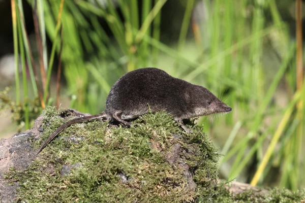 Water shrew, Neomys fodiens — Stock Photo, Image