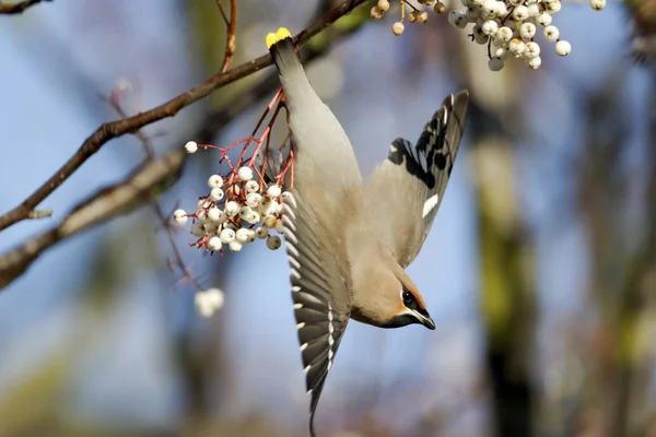 ワックスウィング、bombycilla garrulus — ストック写真