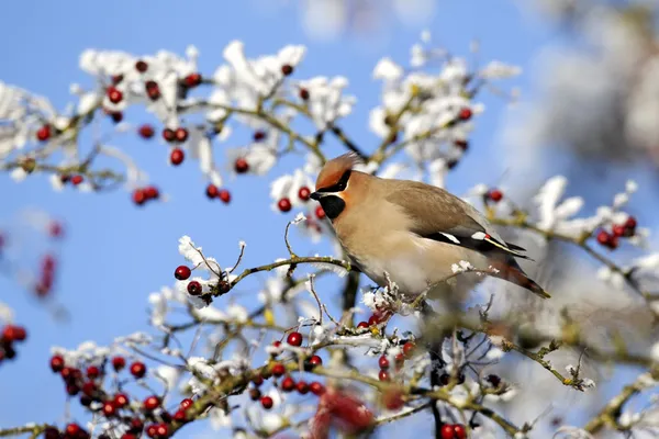 Sidensvansar, bombycilla garrulus — Stockfoto