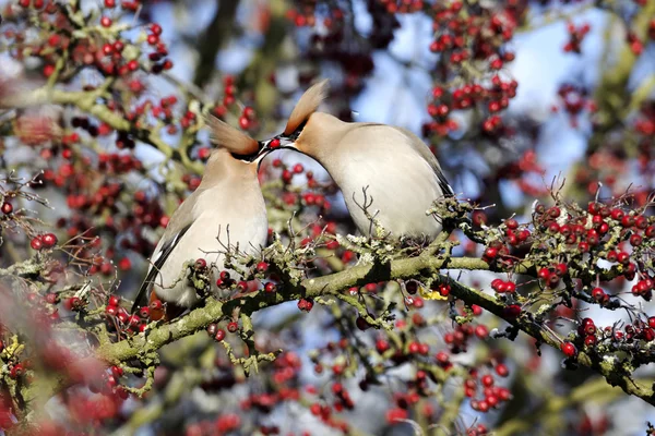 İpekkuyruk, bombycilla garrulus
