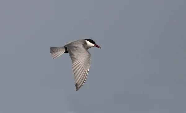 Whiskered tern, Chlidonias hybridus — Stock Photo, Image