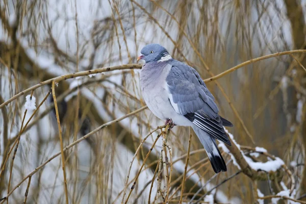 Paloma de madera, Columba palumbus — Foto de Stock