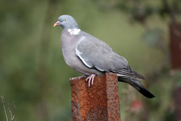 Tahta güvercin, Columba Palumbus — Stok fotoğraf