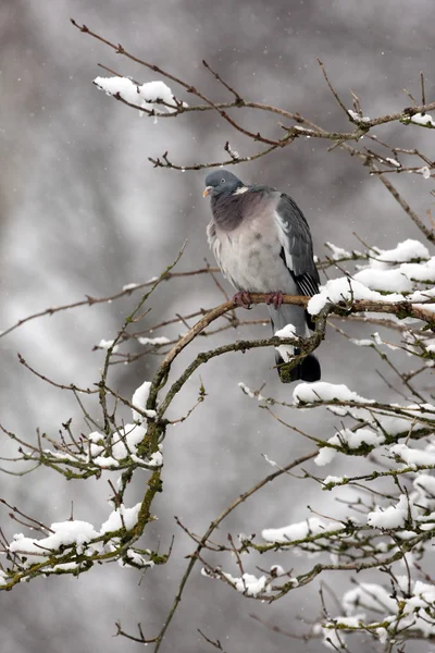 Tahta güvercin, Columba Palumbus — Stok fotoğraf