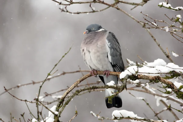 Paloma de madera, Columba palumbus — Foto de Stock