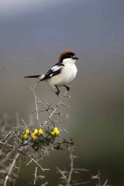 Dzierzba Woodchat, lanius senator — Zdjęcie stockowe