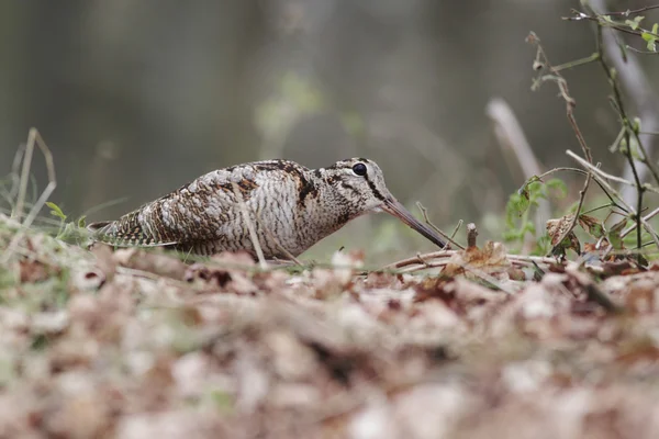 Woodcock, Scolopax rusticola — Stok fotoğraf