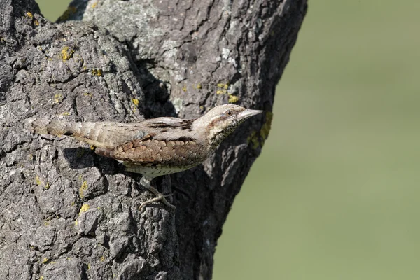 Ringelschwanz, Jynx torquilla — Stockfoto