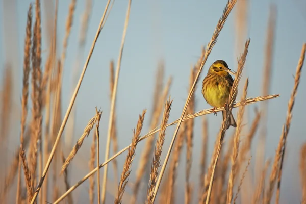 Gelbammer, emberiza citrinella — Stockfoto