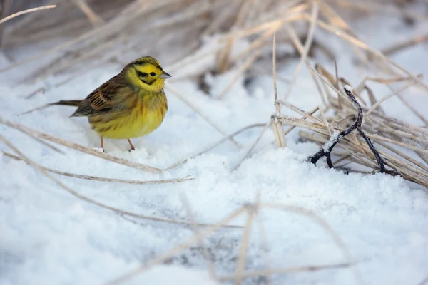 Strnad obecný, emberiza citrinella — Stock fotografie