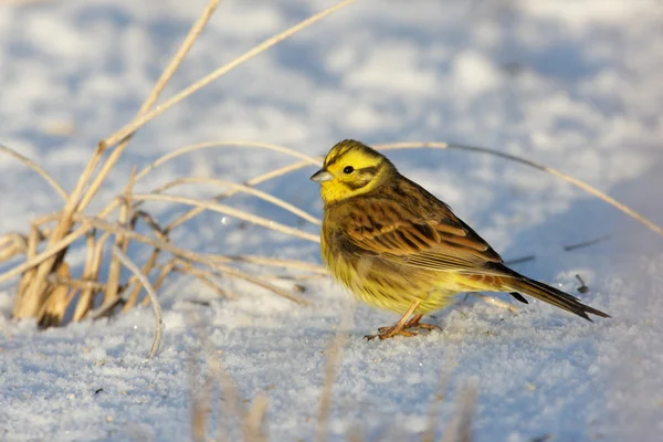 Citromsármány (Emberiza citrinella) — Stock Fotó