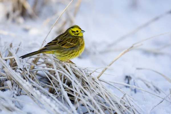 Escribano cerillo, emberiza citrinella — Foto de Stock