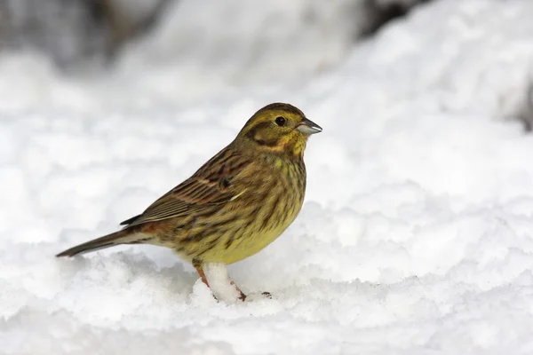 Emberiza citrinella, lenhadora — Fotografia de Stock