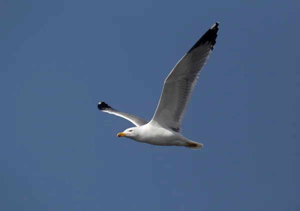 Yellow-legged gull, Larus cachinnans — Stock Photo, Image