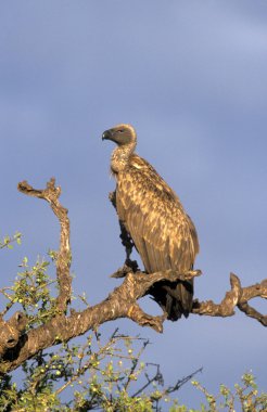 Afrika Ak sırtlı akbabası, gyps africanus