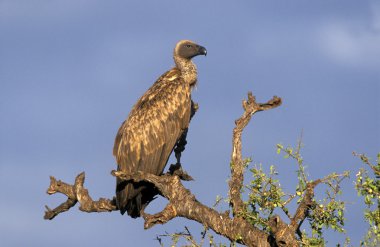 Afrika Ak sırtlı akbabası, gyps africanus