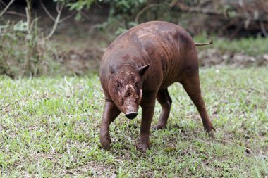 Babirusa, Babyrousa celebensis
