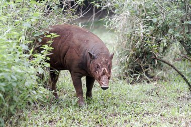Babirusa, Babyrousa celebensis