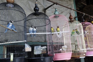 pramuka Kuş Pazarı, jakarta