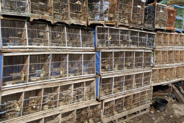 pramuka Kuş Pazarı, jakarta