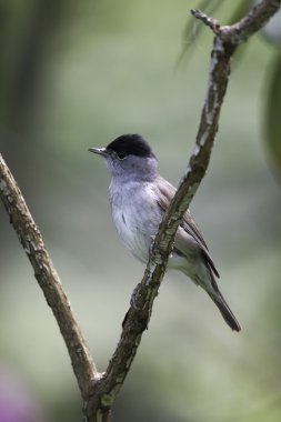 ötleğen sylvia atricapilla