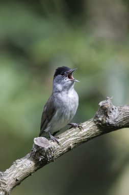 ötleğen sylvia atricapilla