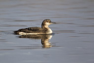 Kara gerdanlı dalgıç, gavia arctica