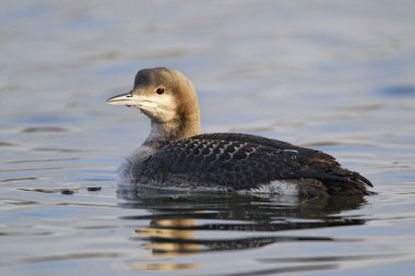 Kara gerdanlı dalgıç, gavia arctica