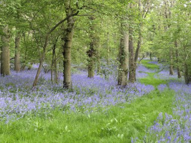 Bluebell, hyacinthoides sigara-scripta