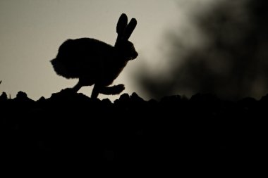 kahverengi tavşan, tavşan europaeus