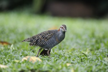 Buff bantlı demiryolu, gallirallus philippensis