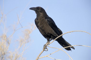 raven, corvus ruficollis Brown boyunlu