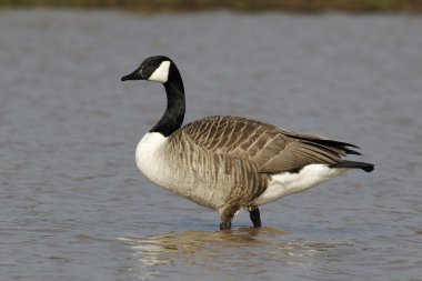 Kanada kazı, Branta kanadensis