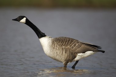 Kanada kazı, Branta kanadensis