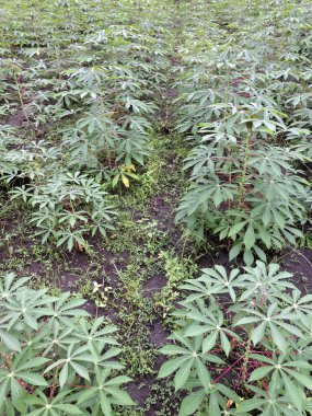 da bilinen manyok cassava,