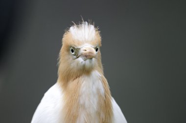 sığır balıkçıl, Bubulcus ibis