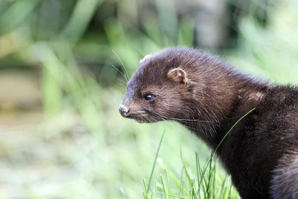 Amerikaanse nerts, mustela vison — Stockfoto