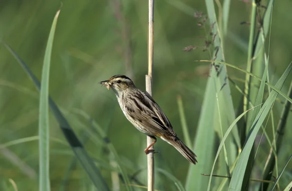 Csíkosfejű nádiposzáta (Acrocephalus paludicola) — Stock Fotó