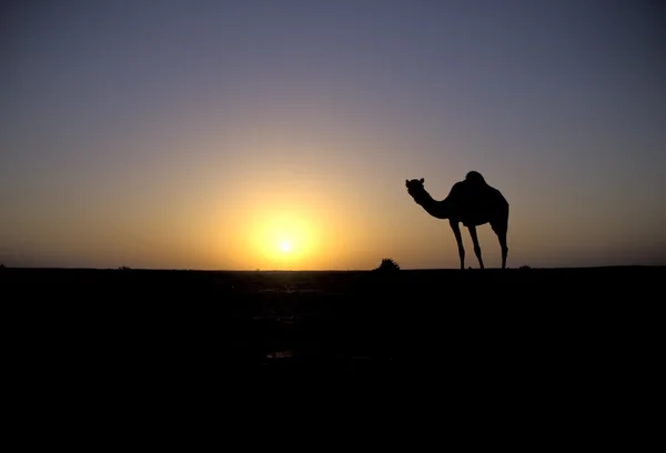 Camello árabe o dromedario, Camelus dromedarius — Foto de Stock