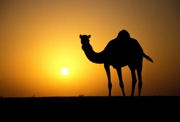 Arabský nebo velbloud jednohrbý velbloud, camelus dromedarius — Stock fotografie